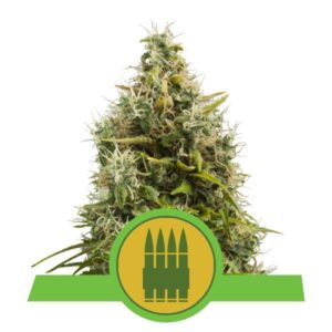 Royal AK Automatic top