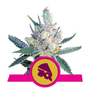 Royal Cheese Buds