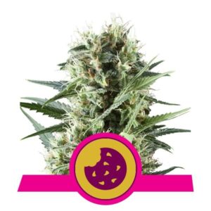 Royal Cookies buds