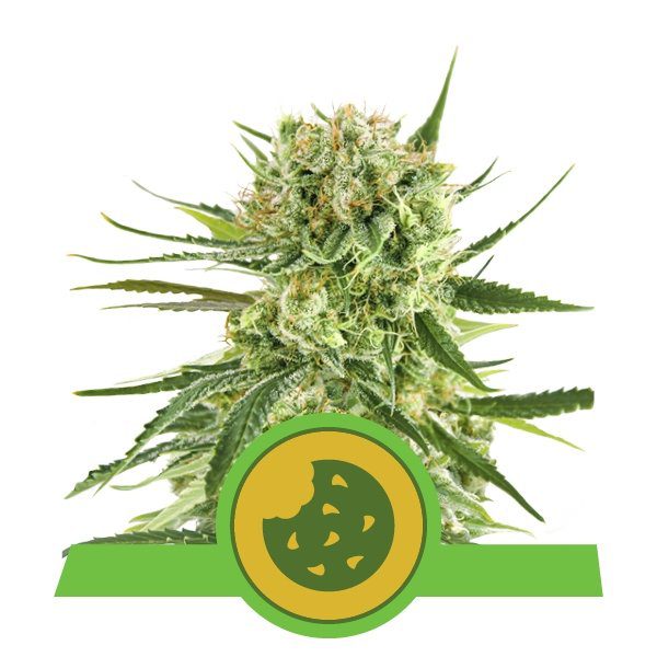 Royal Cookies Automatic top