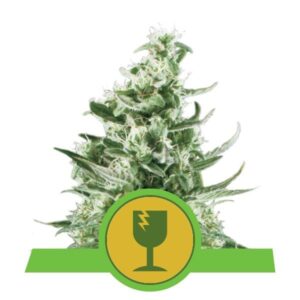 Royal Critical Automatic top