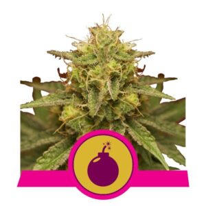 Royal Domina buds
