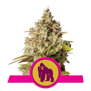 Royal Gorilla buds