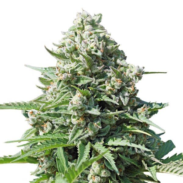 RQS - Royal Gorilla Auto - Afbeelding 3