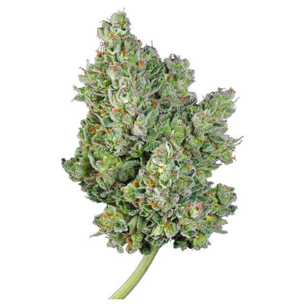 RQS - Royal Gorilla Auto - Afbeelding 4