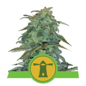 Royal Haze Automatic