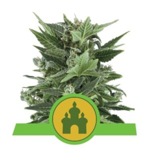 Royal Kush Automatic top