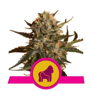 Mother Gorilla buds