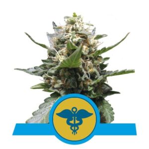 RQS - Royal Medic