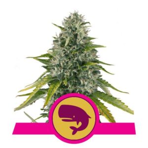 Royal Moby buds