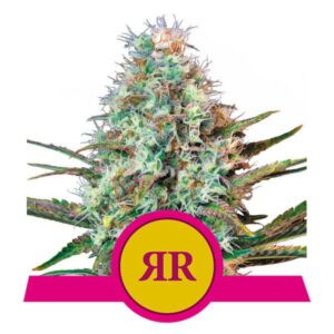 Royal Runtz buds