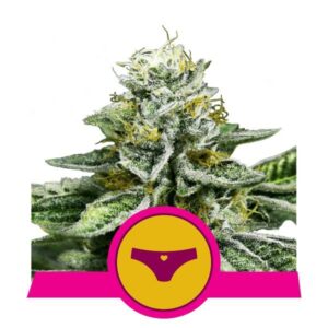 Sherbet Queen buds