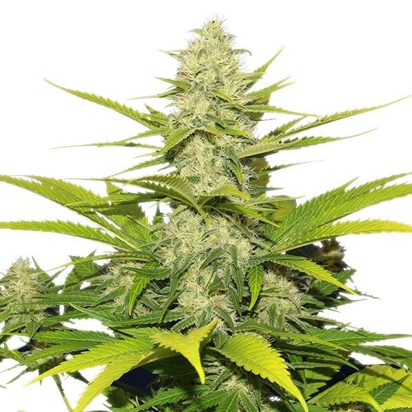 RQS - Skunk XL - Afbeelding 3