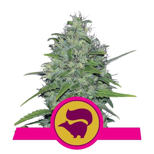 Skunk XL Somango XL buds