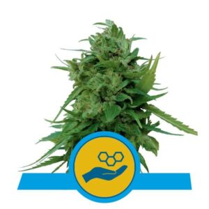 RQS - Solomatic