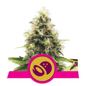 RQS - Samango XL