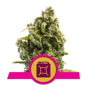 Sour Diesel buds