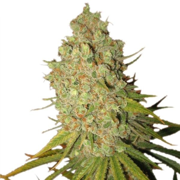 RQS - Special Kush #1 - Afbeelding 3