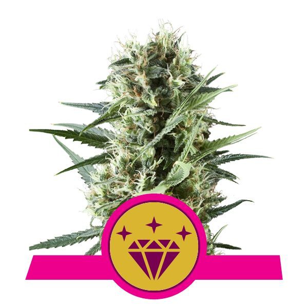 Special Kush #1 buds