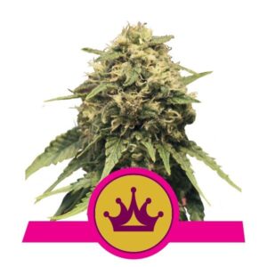 Special Queen #1 buds