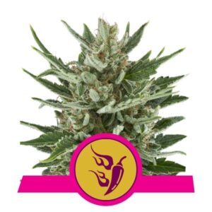 Speedy Chile buds