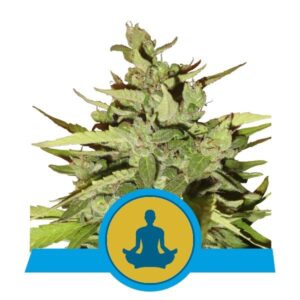RQS - Stress Killer Auto
