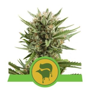 Sweet Skunk Automatic top
