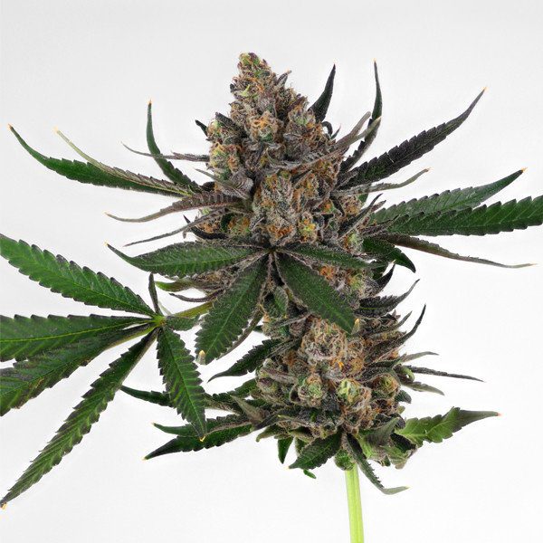 RQS - Sweet ZZ - Afbeelding 3