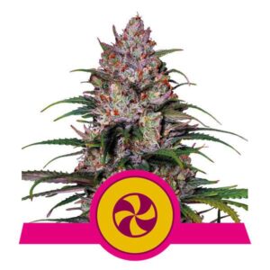 Sweet ZZ buds