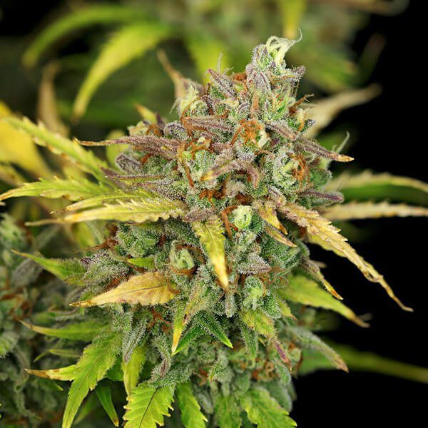 RQS - Sweet ZZ Auto - Afbeelding 4