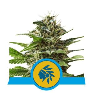 RQS - Tatanka Pure