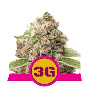 Triple G buds