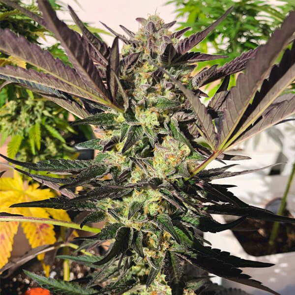 RQS - Wedding Gelato - Afbeelding 3