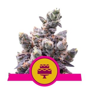 Wedding Gelato Buds