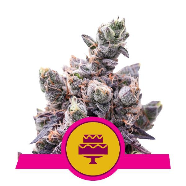 Wedding Gelato Buds