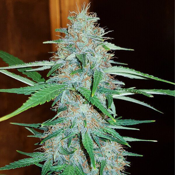 RQS - White Widow - Afbeelding 3