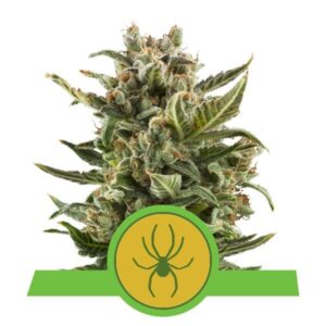 White Widow Top