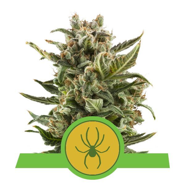 White Widow Top
