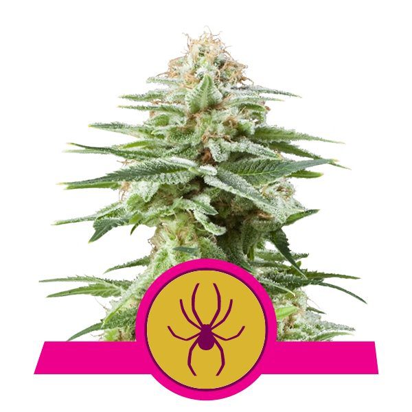 White Widow buds